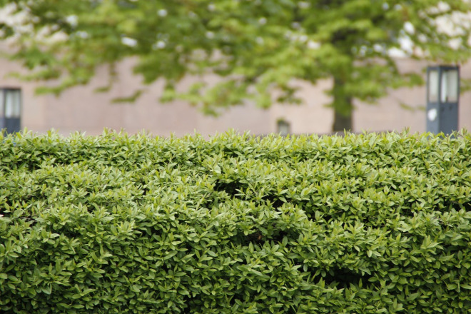 well-trimmed hedge and shrubs in a landscaped yard